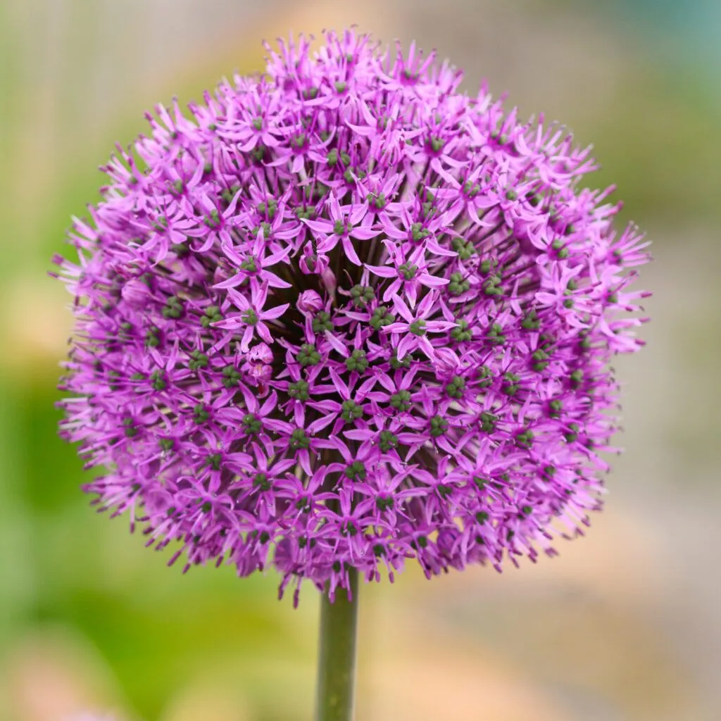 Allium Jackpot from Colorblends in a closeup