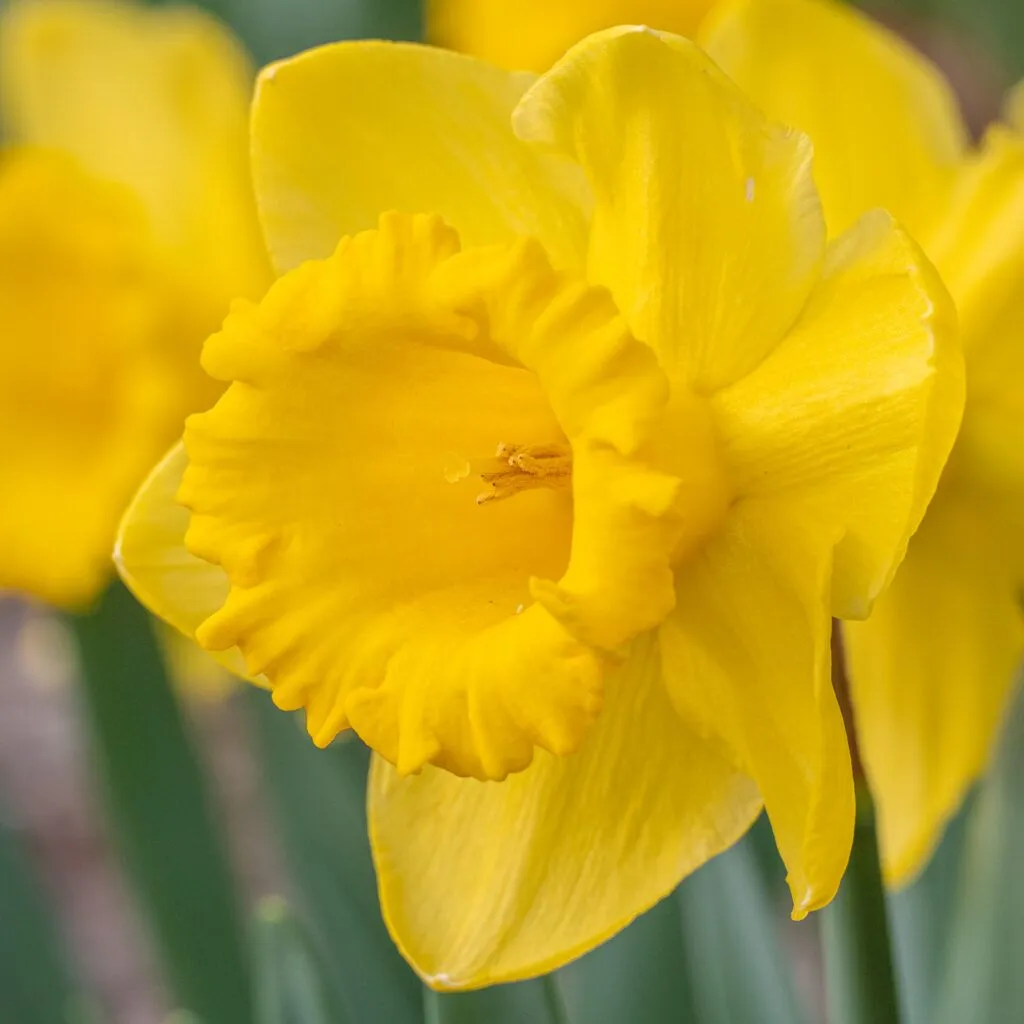 Standard Value daffodils from Colorblends shown in a closeup