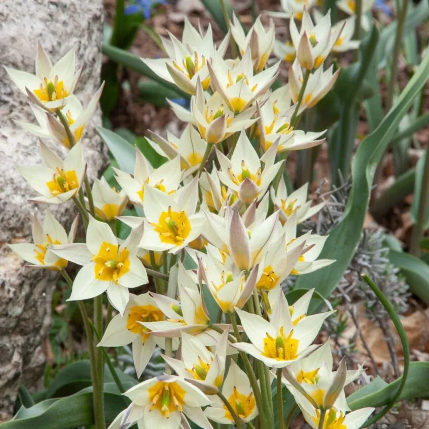 Turkestanica Tulips from Colorblends