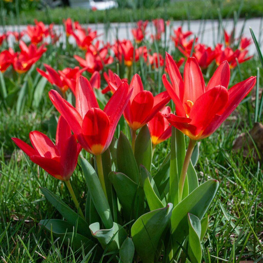 Scarlet Baby Tulips from Colorblends
