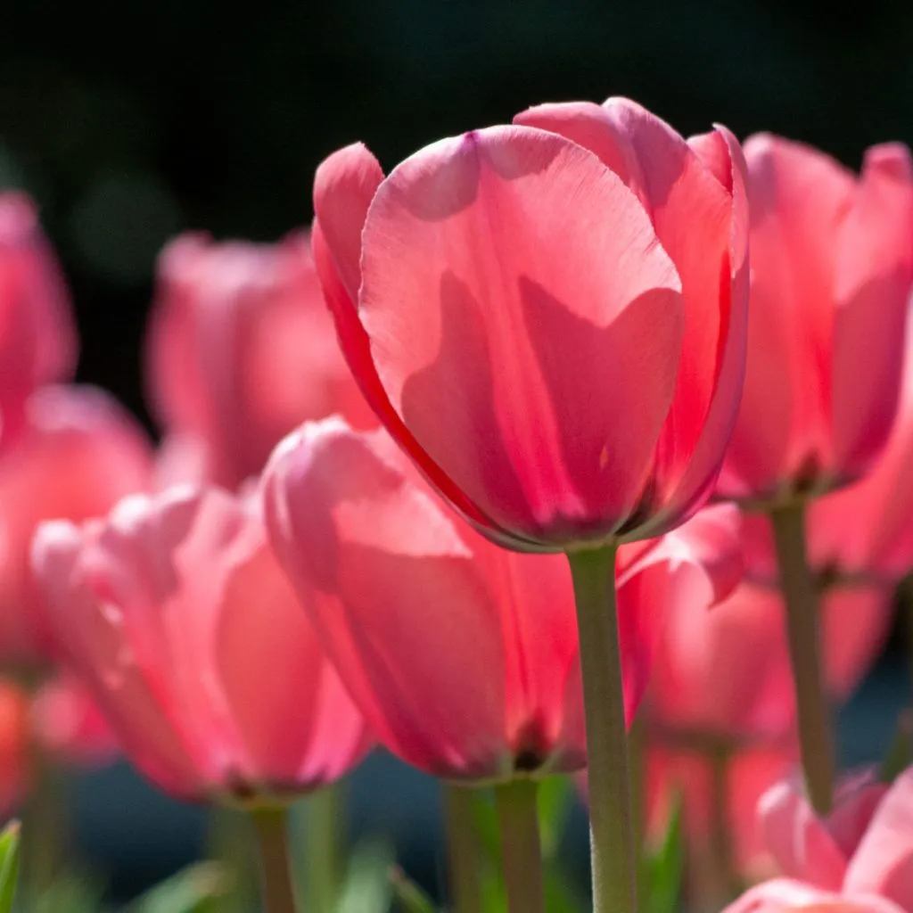 Big Eartha Tulips from Colorblends