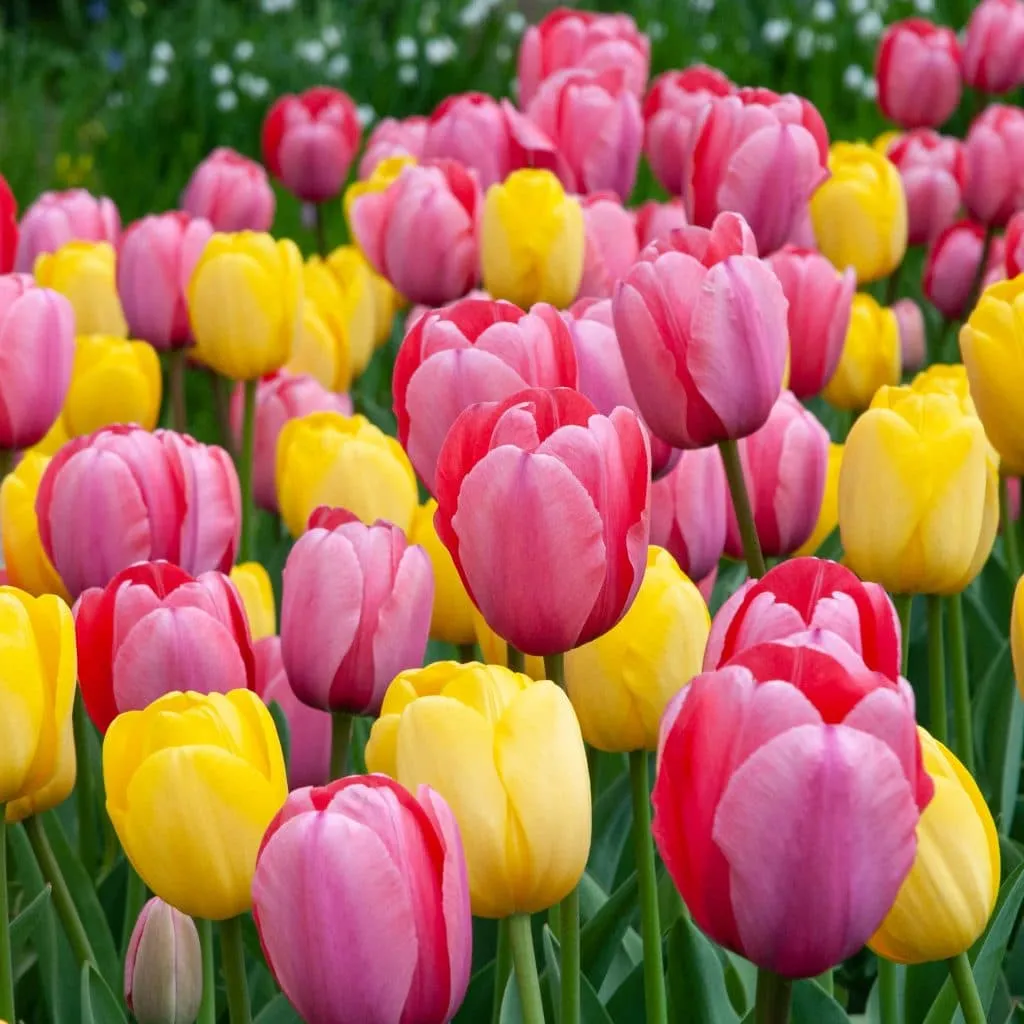 Pink Margarita Tulip from Colorblends