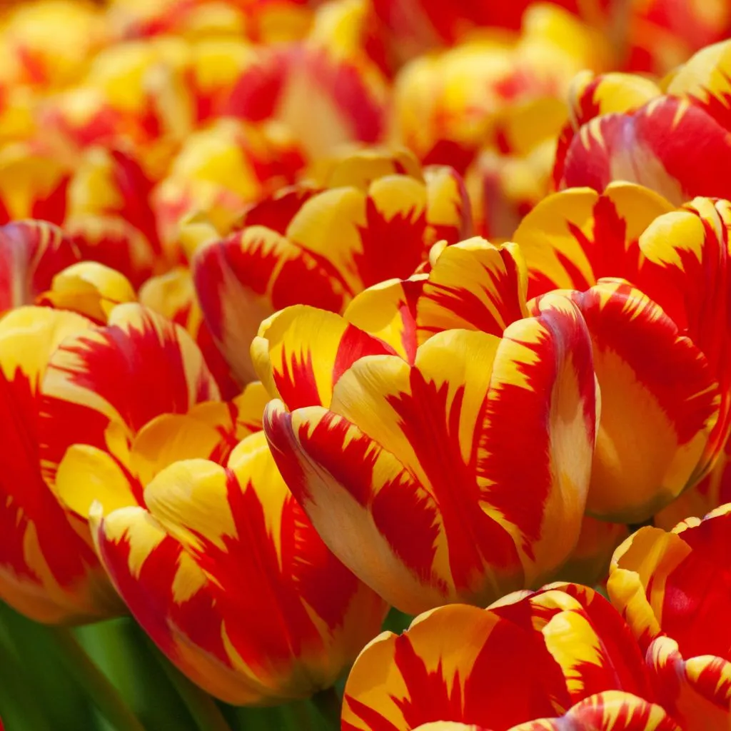 Banja Luka Tulips from Colorblends