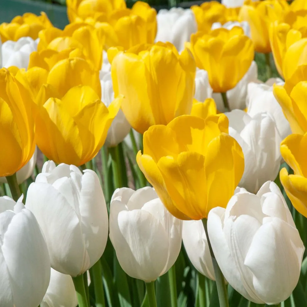 Thanks and Praise Tulip from Colorblends