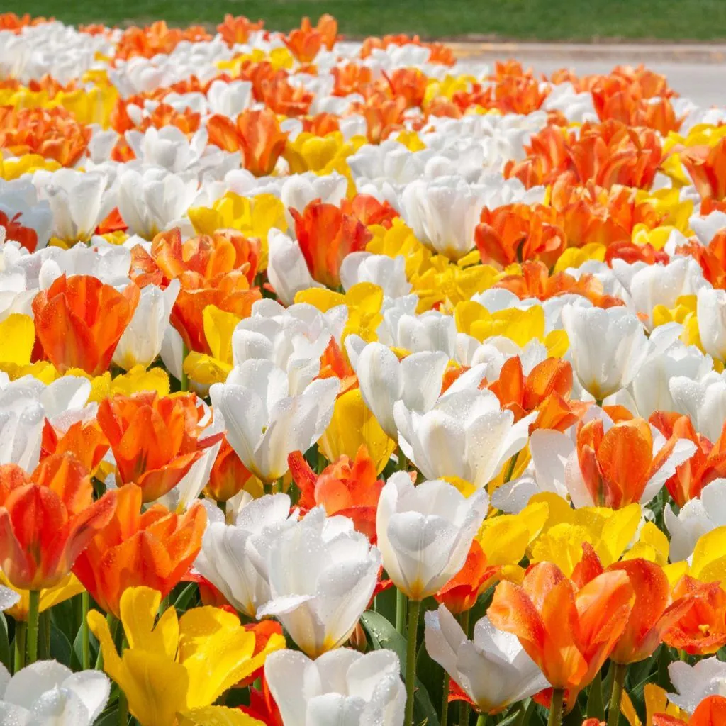 Tang Dynasty Tulip from Colorblends