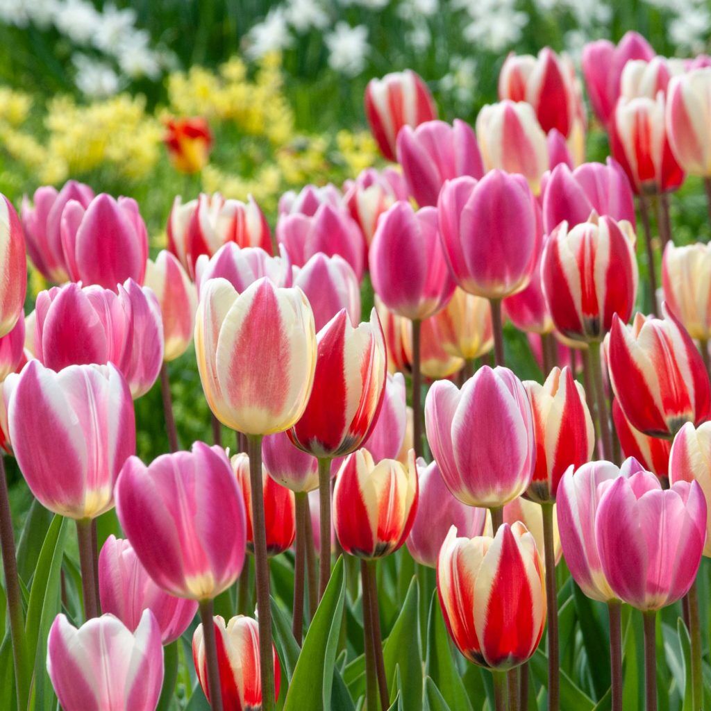 Skyliners Tulip from Colorblends