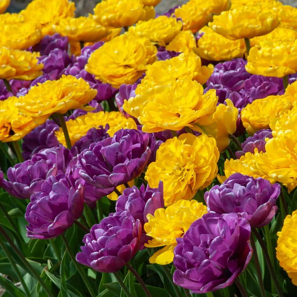 Chiquita Bordeaux Tulip from Colorblends