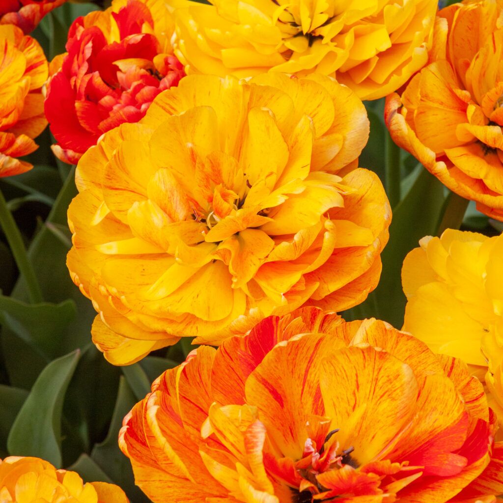 Sun Lover Tulips from Colorblends