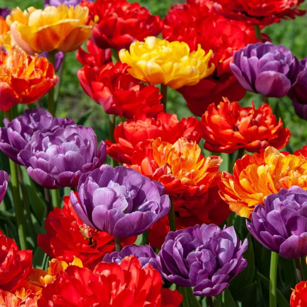 Sol Array Tulip from Colorblends