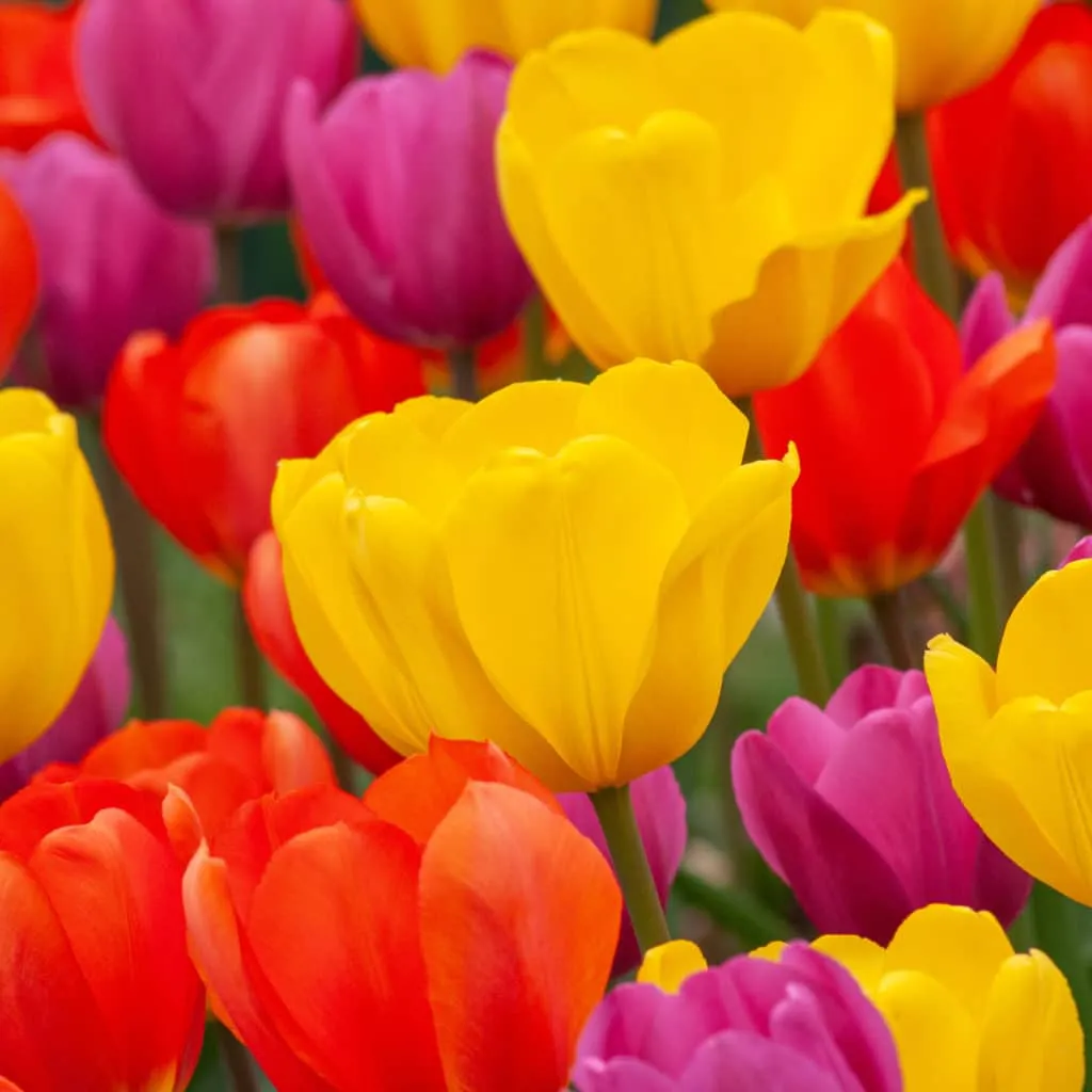 Happy Together Tulip from Colorblends