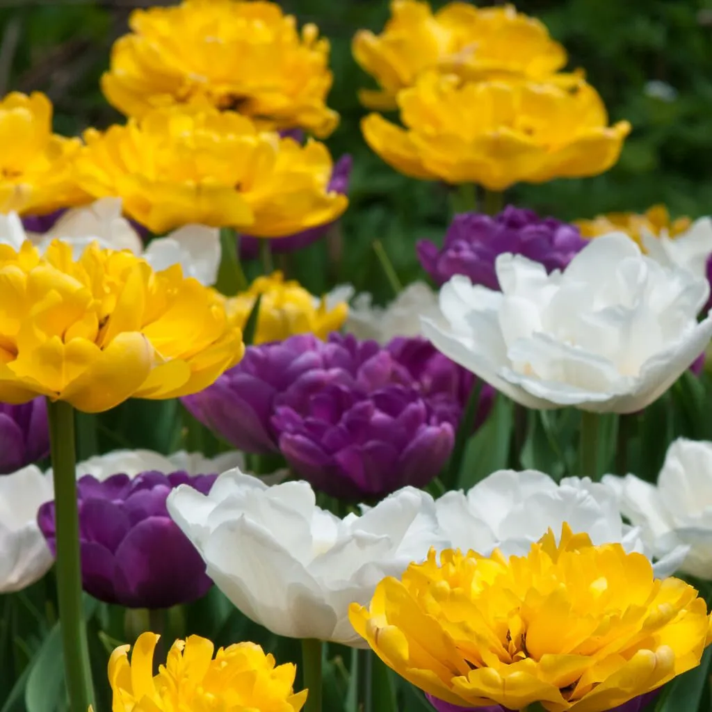 Snowmelt Tulip from Colorblends