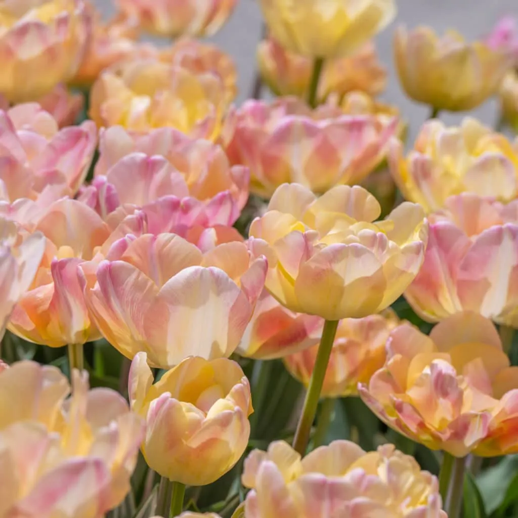 Pillow Talk Tulip from Colorblends