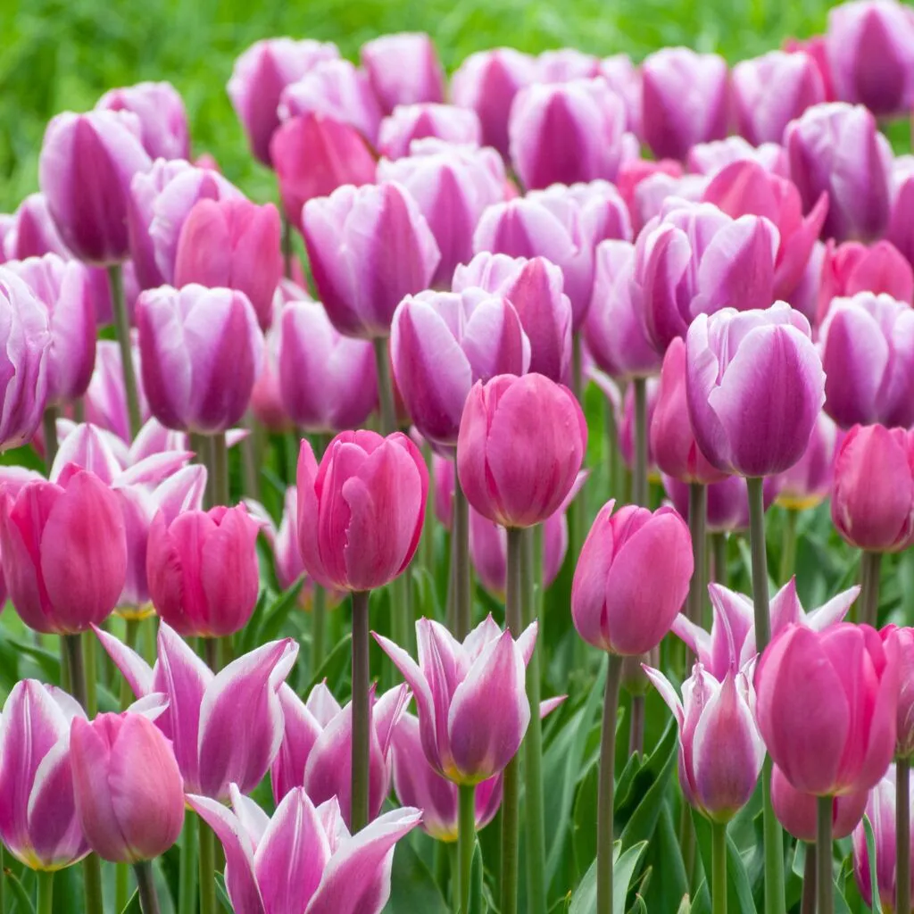 See View Plait Tulip from Colorblends