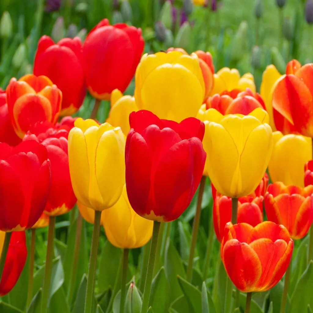 My Three Suns Tulip from Colorblends