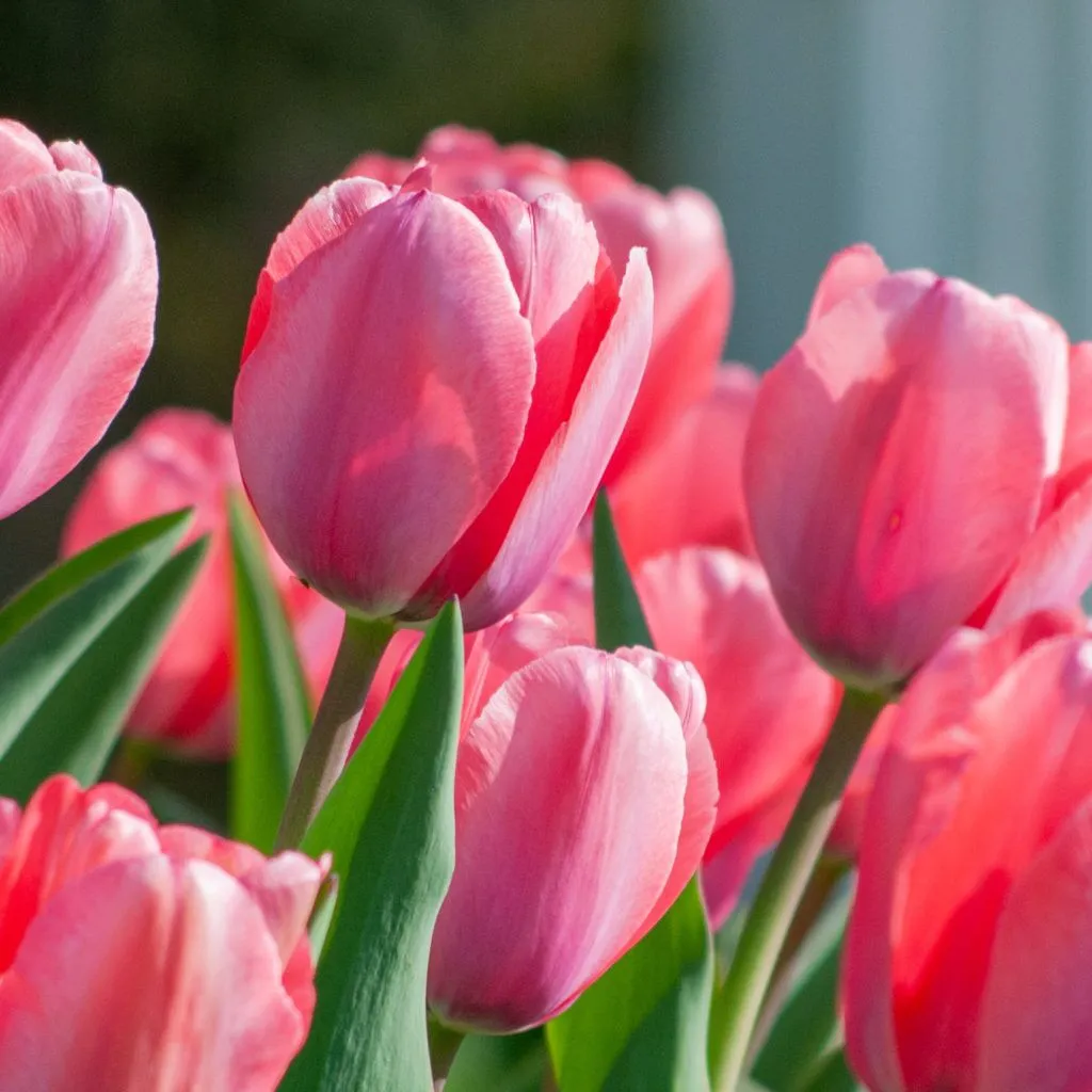 Best Pink Tulips from Colorblends