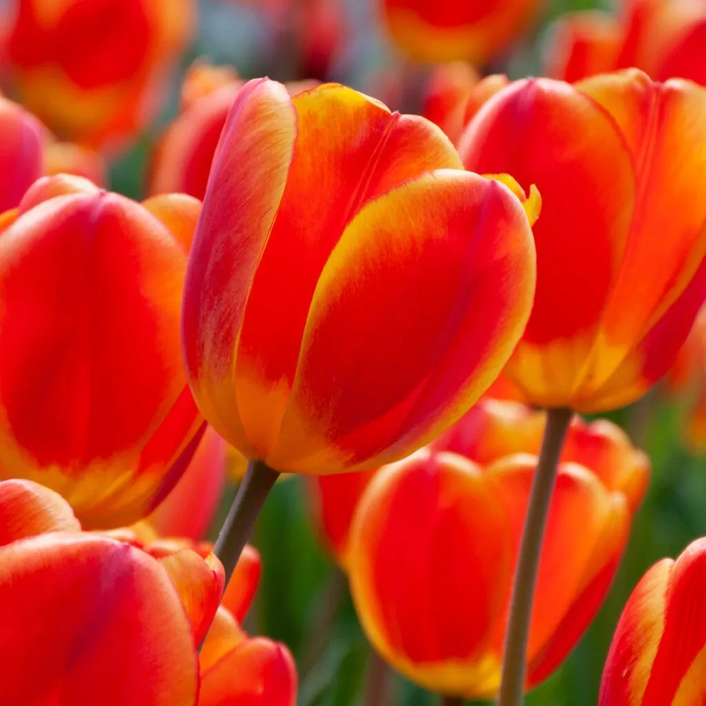 Best Red-Yellow Tulips from Colorblends