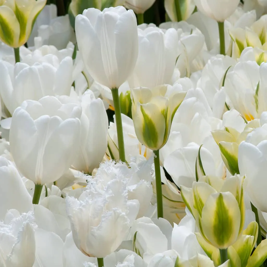 Vidal Tulip from Colorblends