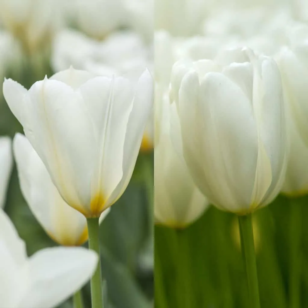 White Squared Tulip from Colorblends