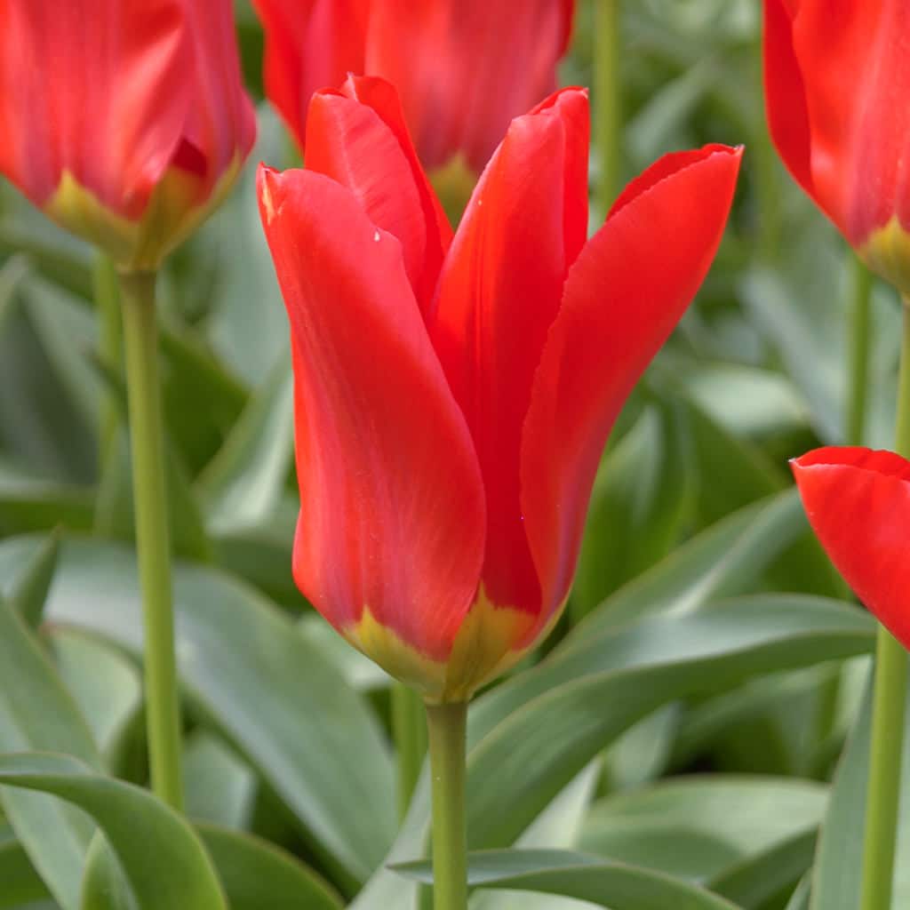 Red Emperor Tulips from Colorblends