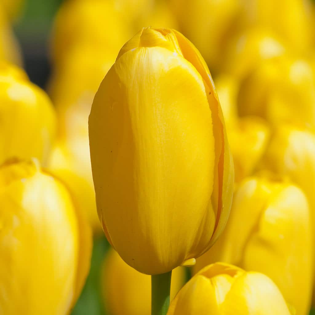 Roi du Midi Tulips from Colorblends
