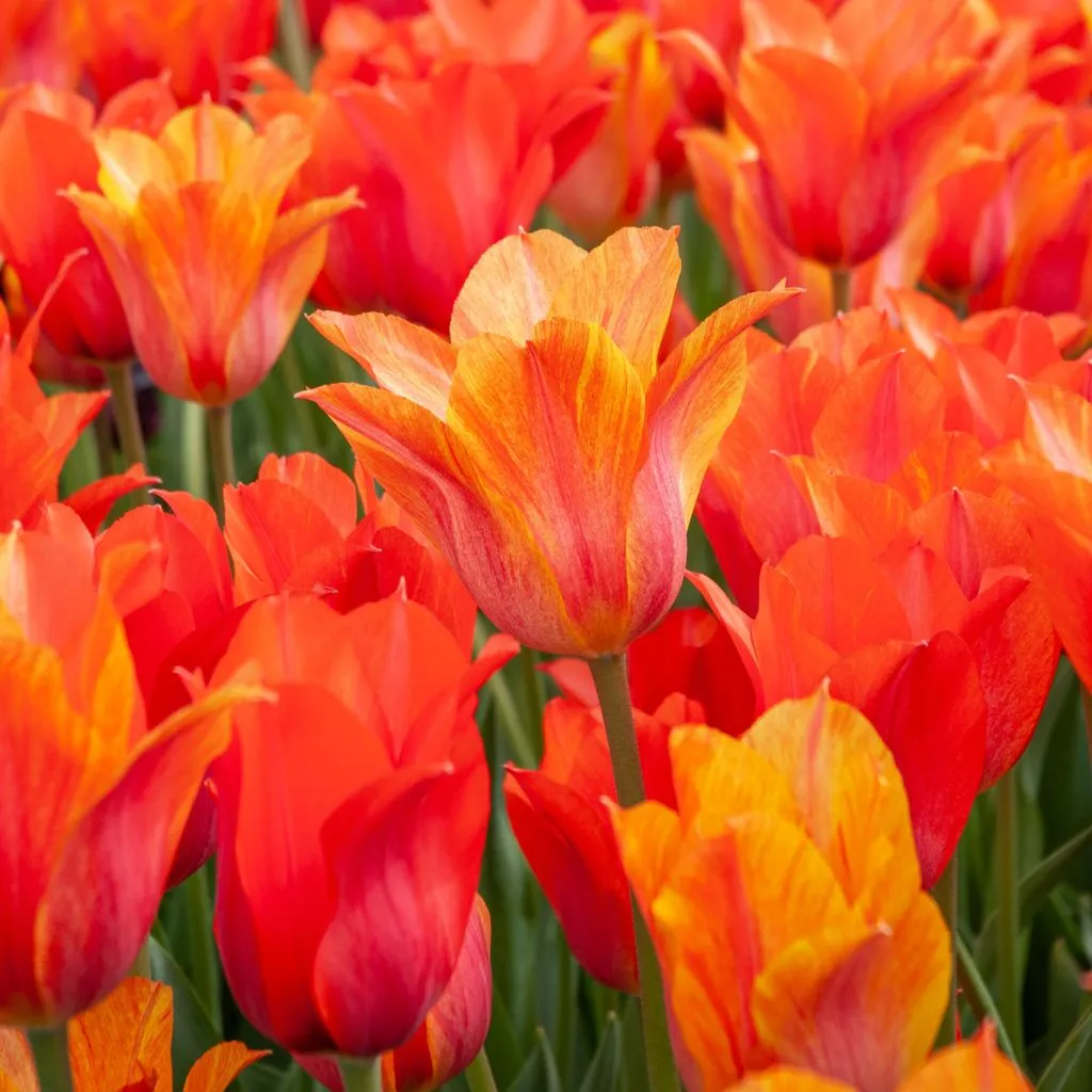 El Niño Tulips from Colorblends