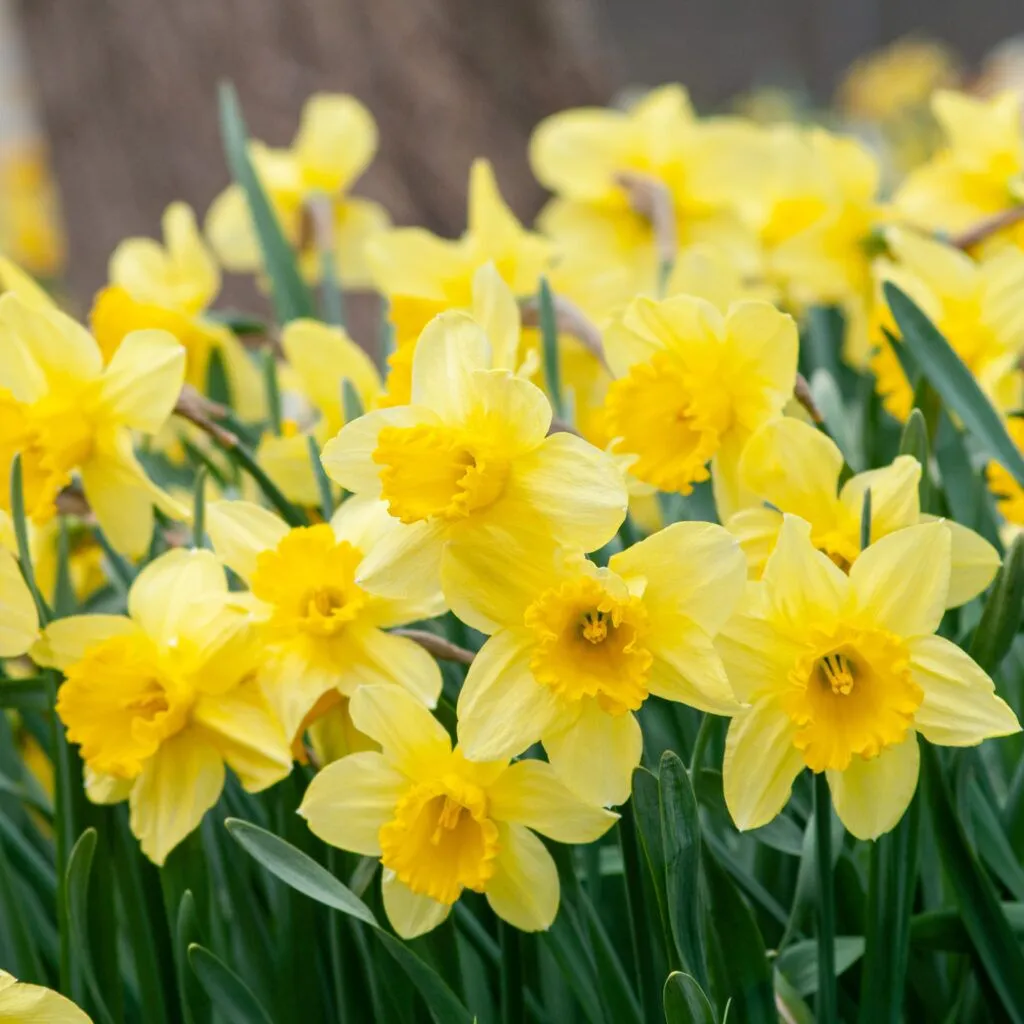 Carlton LS Daffodils by Bolorblends