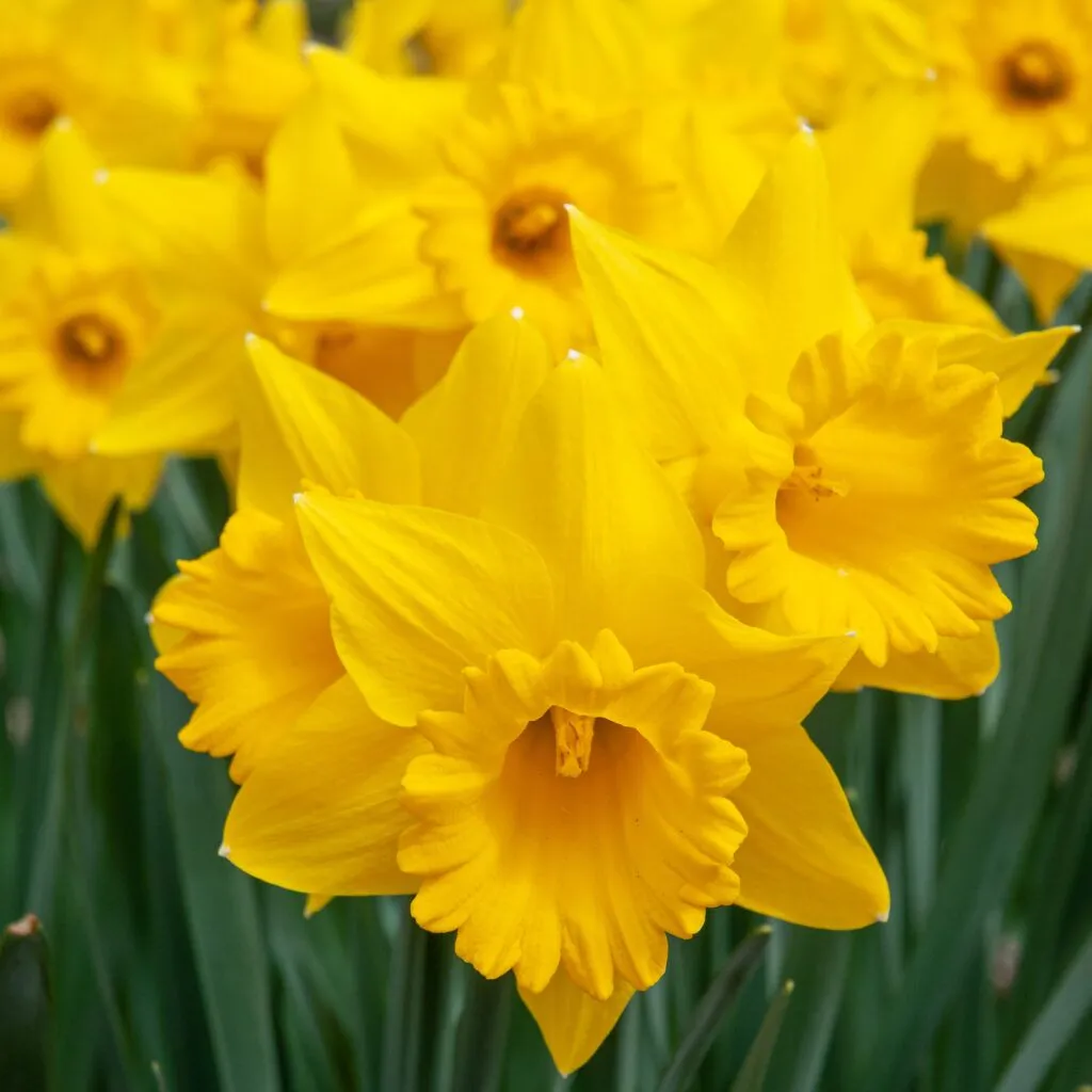Marieke Daffodils from Colorblends