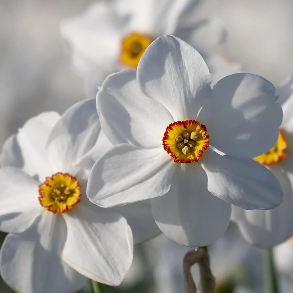 Actaea LS Daffodils by Colorblends