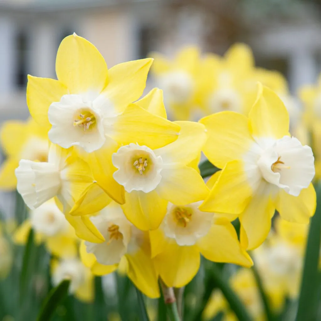 Pipit Daffodils from Colorblends