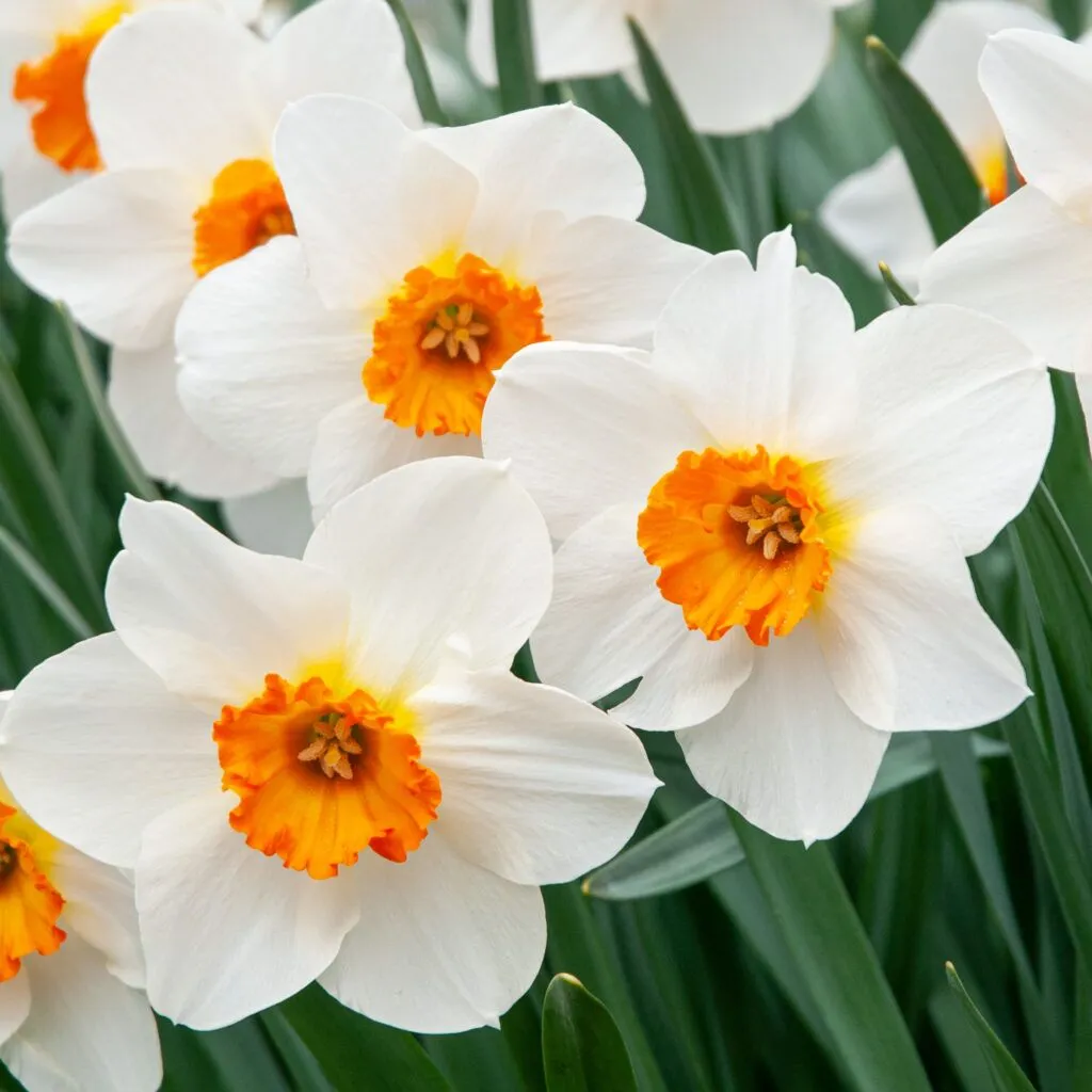 Barrett Browning Daffodils from Colorblends