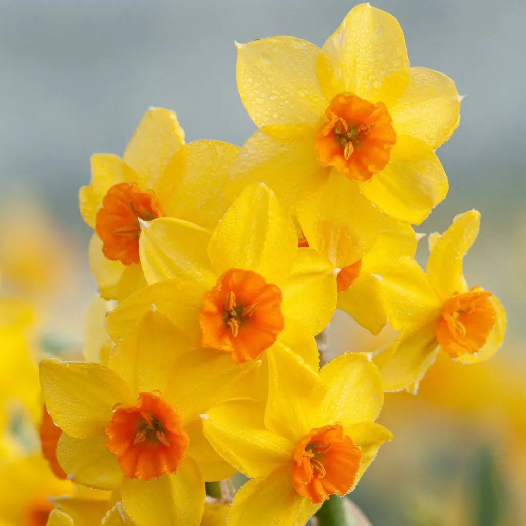 Falconet Daffodils from Colorblends