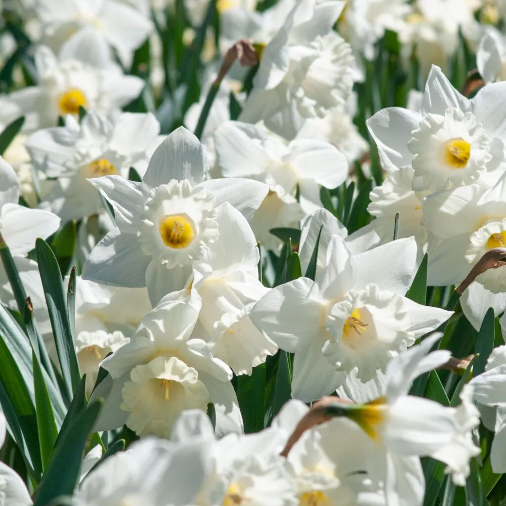 Mount Hood LS Daffodils by Colorblends