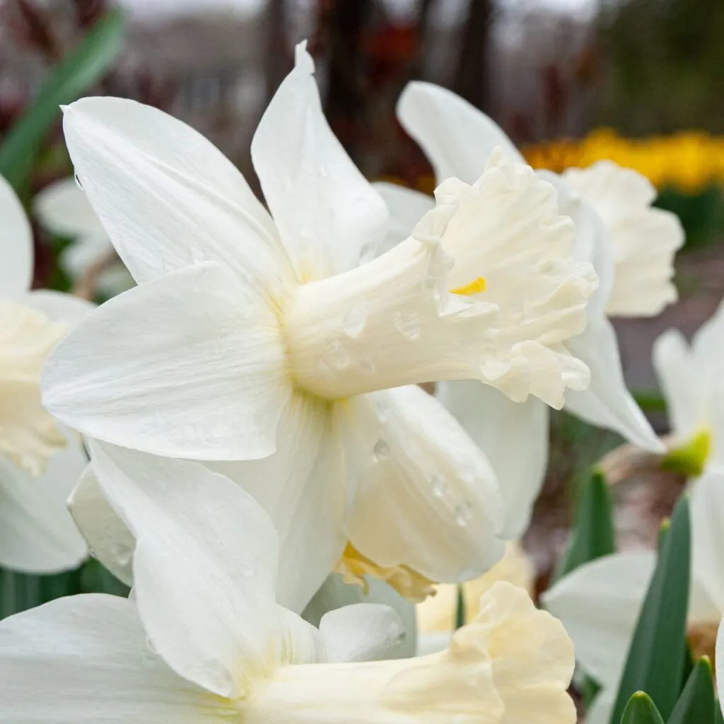 Watch Up Daffodils from Colorblends