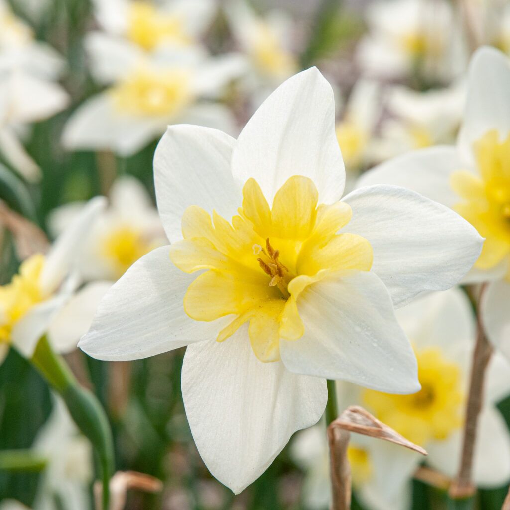 Bella Estrella Daffodils from Colorblends