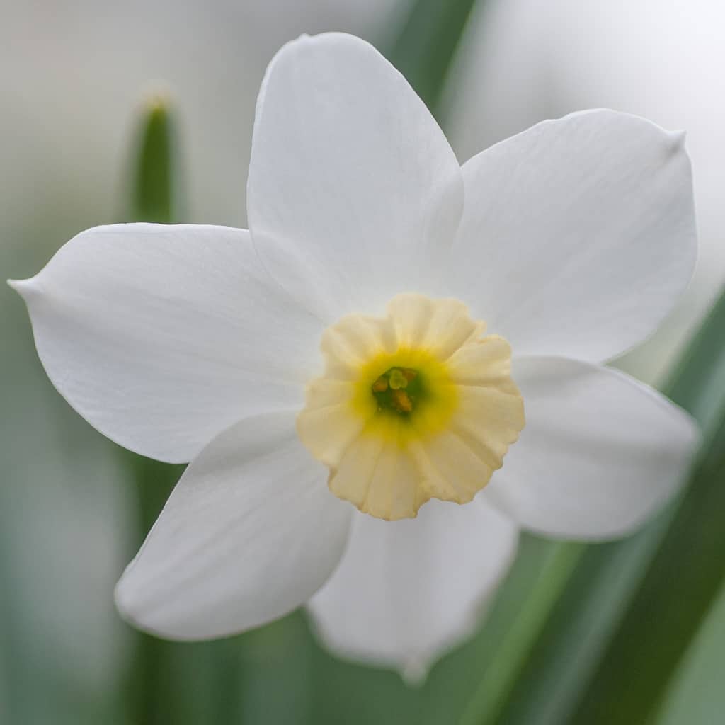 Segovia Daffodils from Colorblends