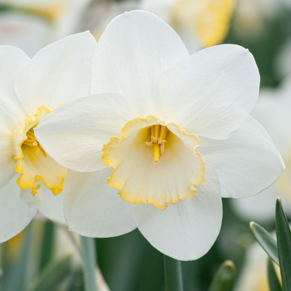 Frosty Snow Daffodils from Colorblends