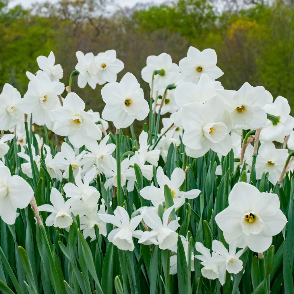 Starry Night Daffodil from Colorblends