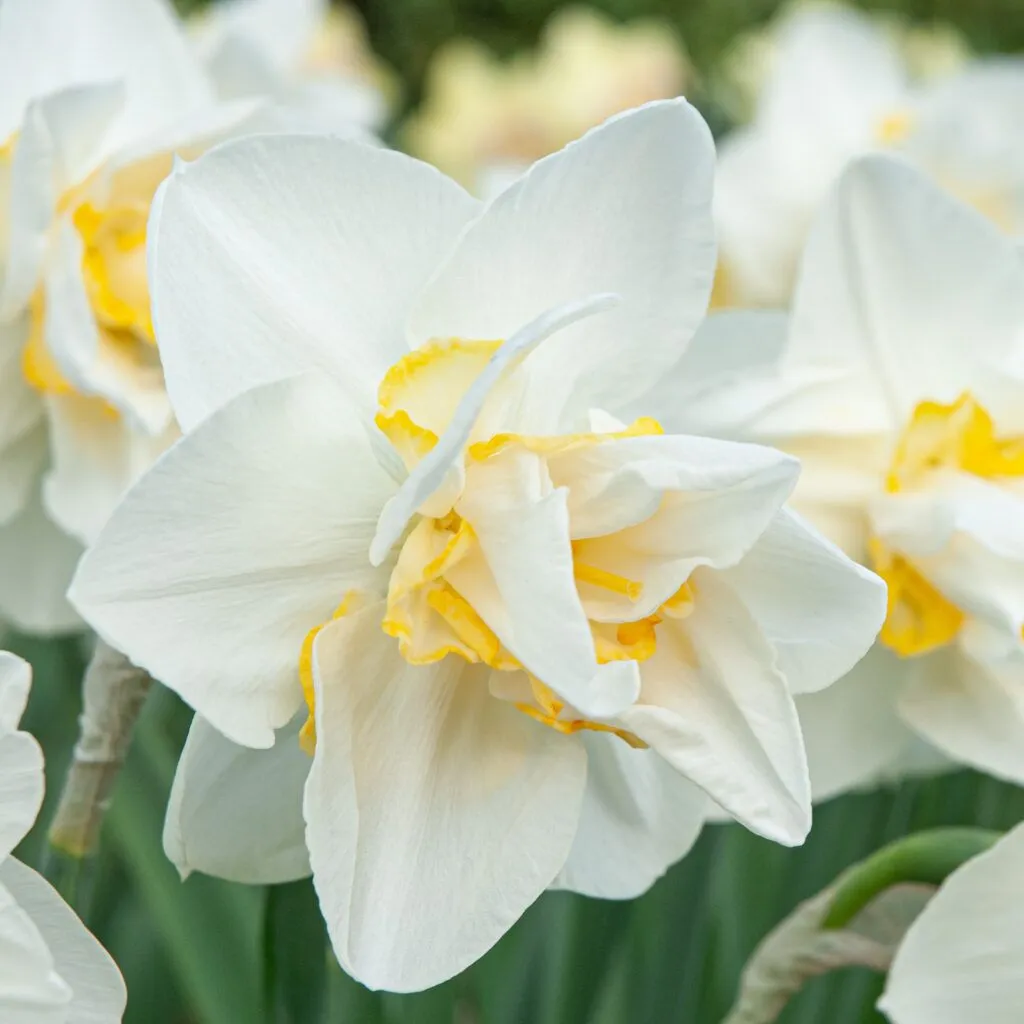 White Lion daffodils from Colorblends