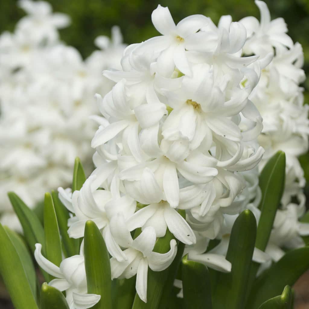 Hyacinth Carnegie from Colorblends