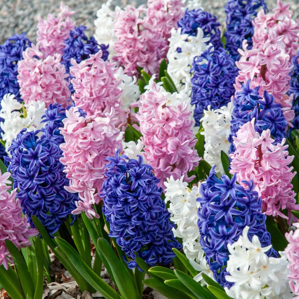Hyacinth Saints Parade from Colorblends