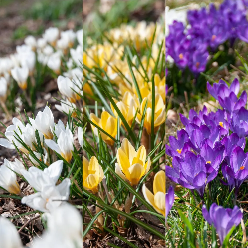 Vernal Jewels Crocus from Colorblends