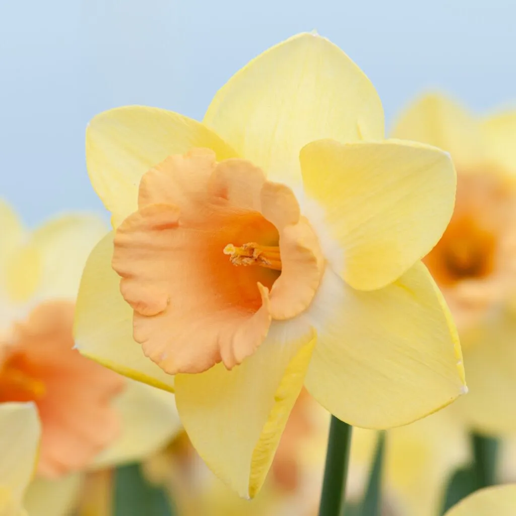 Tom Pouce Daffodils by Colorblends