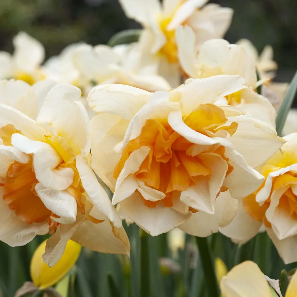 Sweet Ocean Daffodils by Colorblends