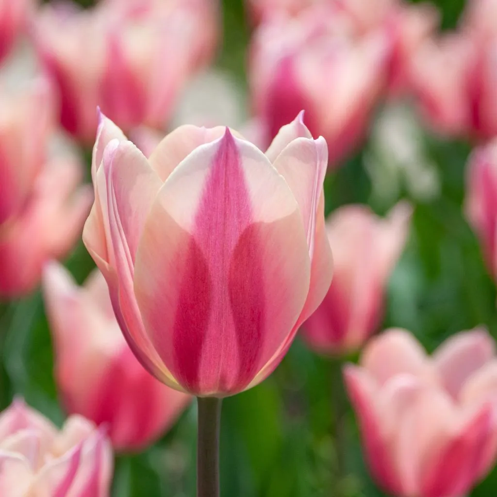 Sanne Tulips from Colorblends