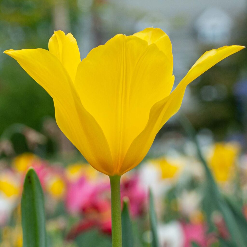 Inimitable Tulips from Colorblends