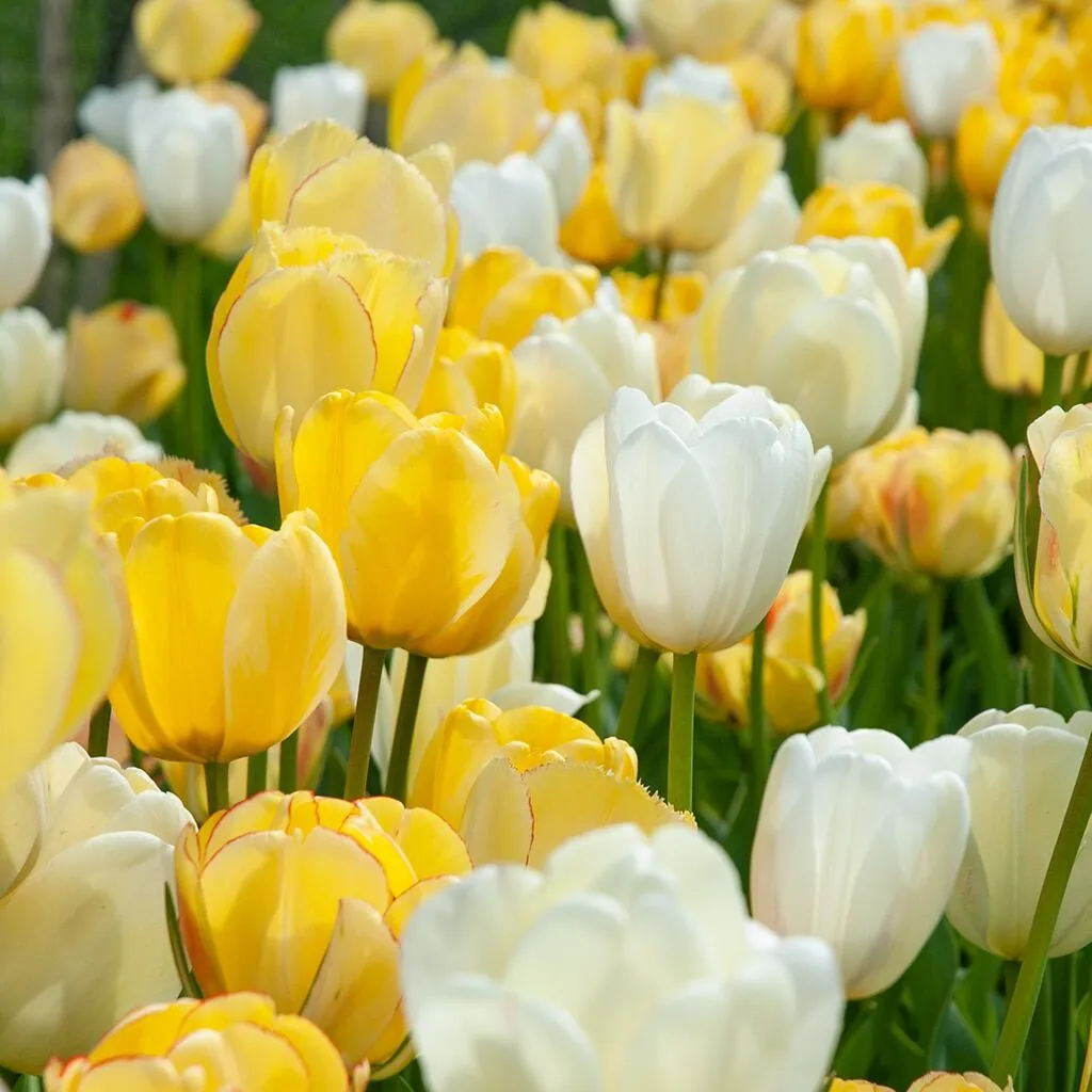 Lemony Remedy Tulip Bulbs from Colorblends