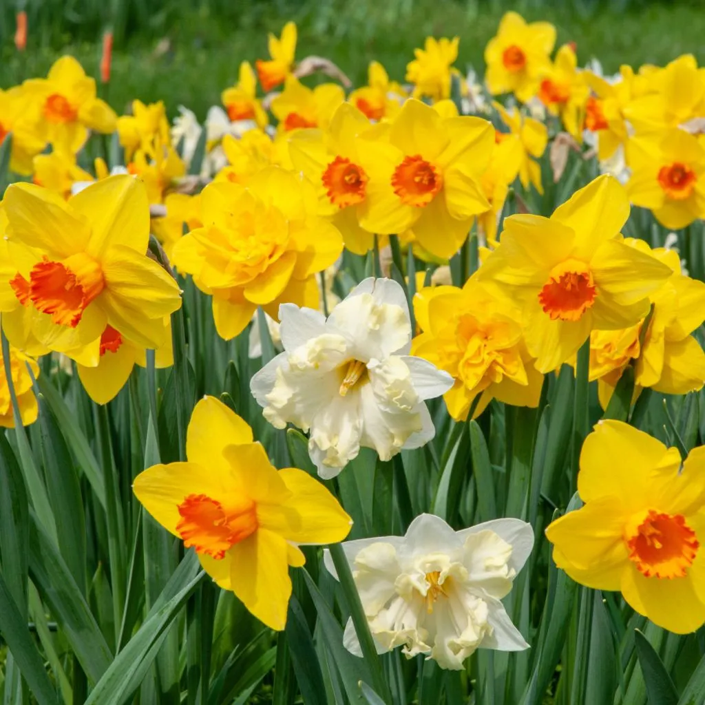 Bridge Builders Daffodil
