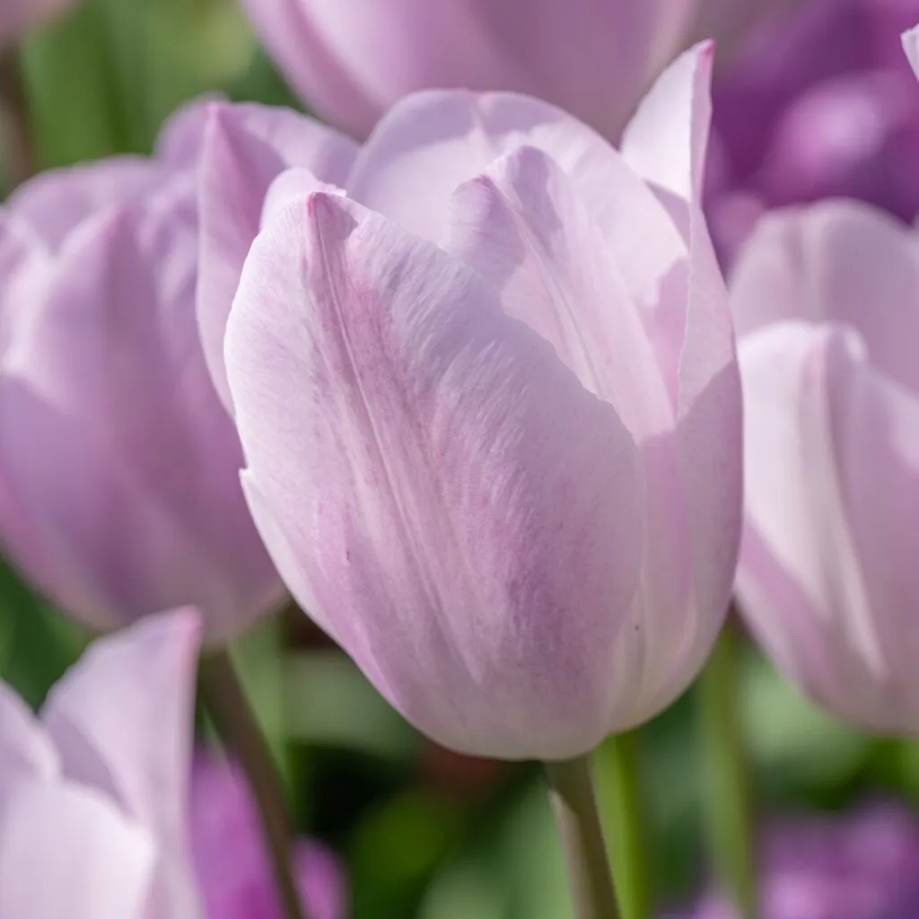 Silver Cloud Tulips cropped in a square