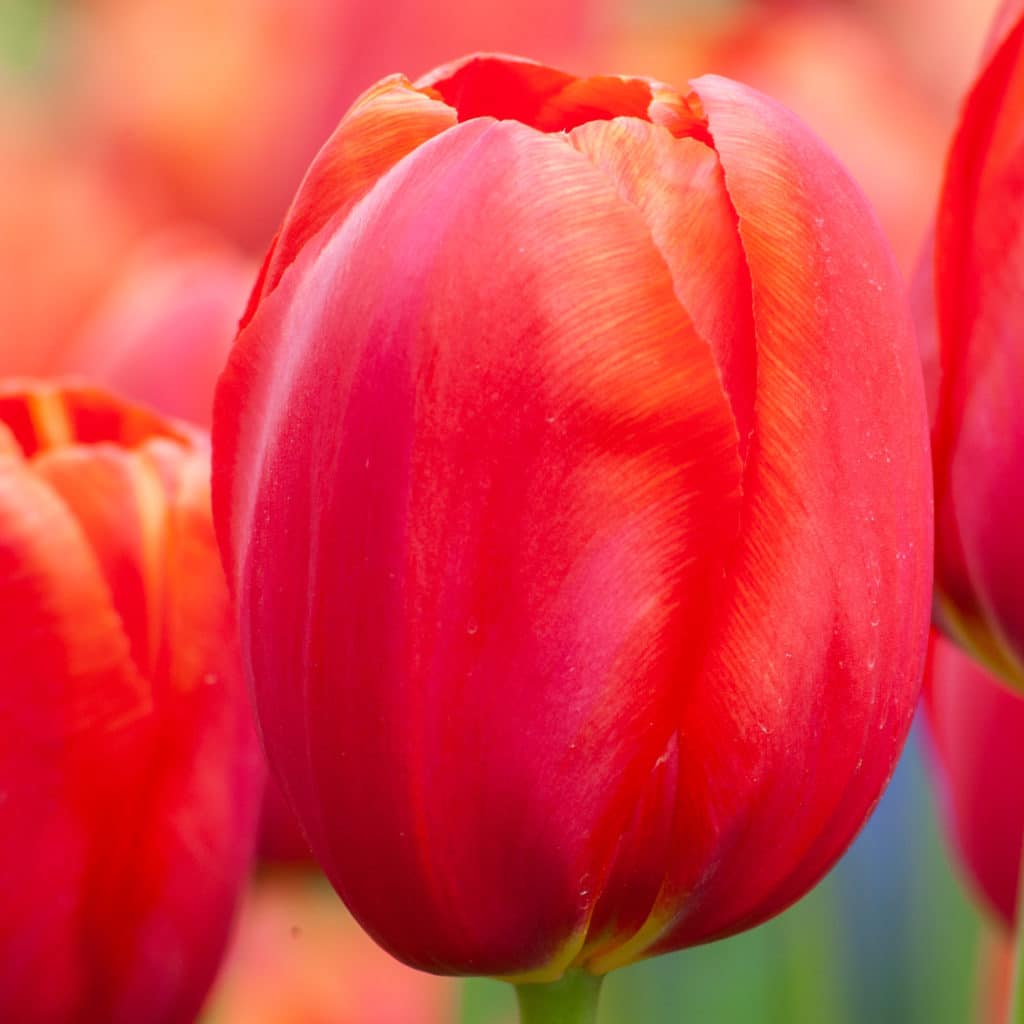 Avignon Tulip Bulbs from Colorblends