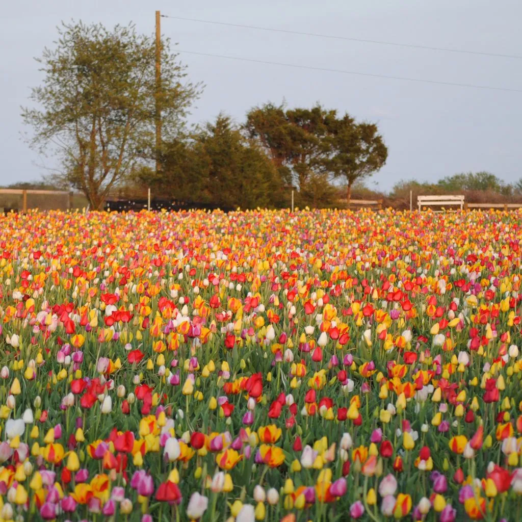 Grow and Show Tulips from Colorblends